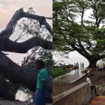 Tollywood centiment tree: ఆ ఊరికే పేరు తెచ్చిపెట్టిన సినీ మహా వృక్షం నేలకూలింది