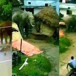 Viral Video: ఊరి మీద పడి ఏనుగు బీభత్సం.. వైరల్ అవుతున్న వీడియో