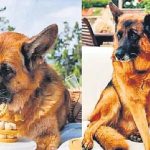 Richest Dog: ఈ కుక్క మామూలుది కాదు.. దీనికి ఊహించని ఆస్తులు, విమానాల్లో ప్రయాణాలు
