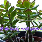Crassula Plant For Money:  ఈ మొక్క ఇంట్లో పెంచితే కుబేరుడి నిధి సొంతం చేసుకున్నట్లే..