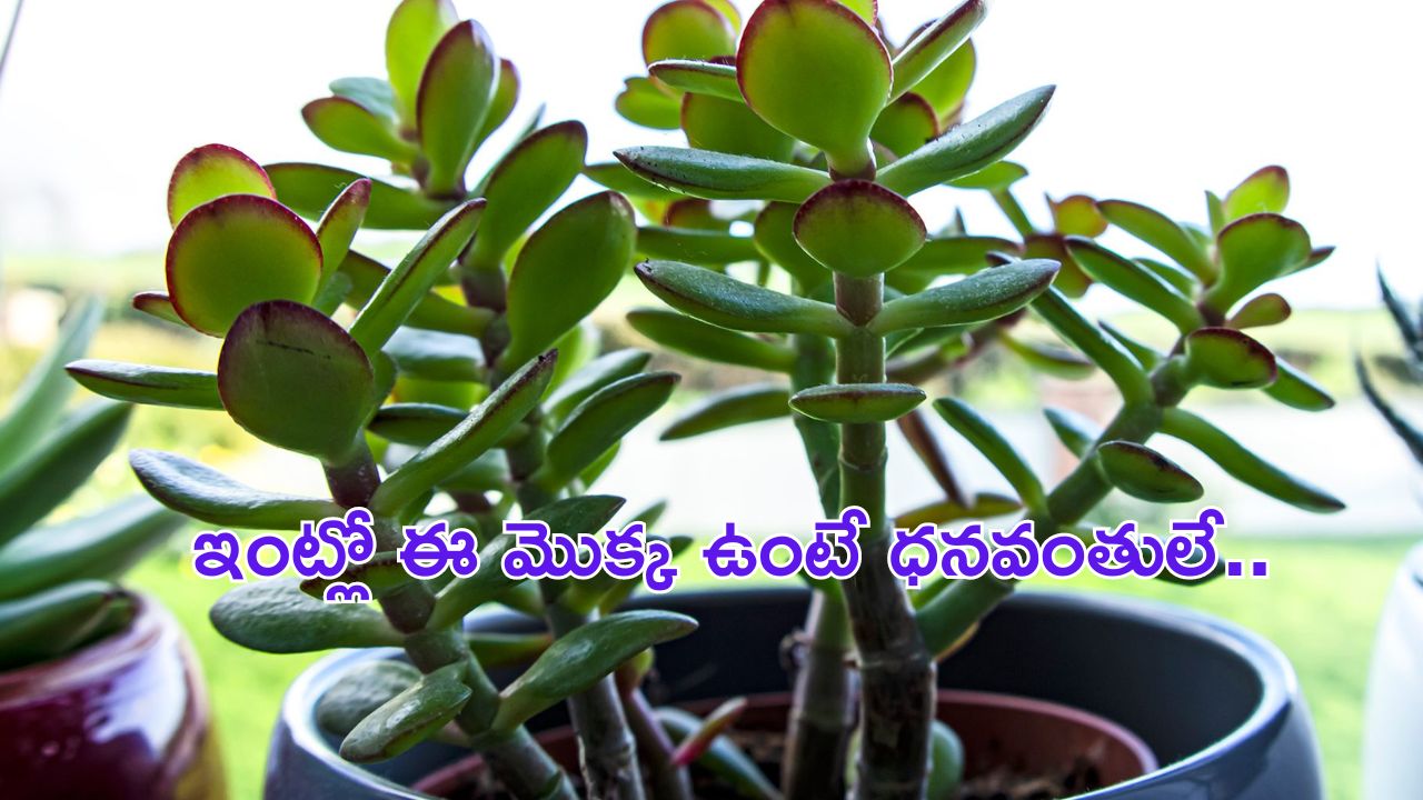 Crassula Plant For Money:  ఈ మొక్క ఇంట్లో పెంచితే కుబేరుడి నిధి సొంతం చేసుకున్నట్లే..