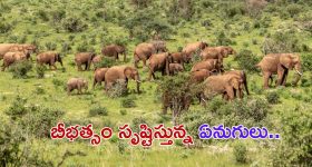 Elephants kills oldman: స్నానం చేసి వెళ్తుండగా వృద్ధుడిపై ఒక్కసారిగా దాడి చేసిన ఏనుగులు.. తీవ్ర గాయాలతో మృతి