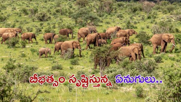 Elephants kills oldman: స్నానం చేసి వెళ్తుండగా వృద్ధుడిపై ఒక్కసారిగా దాడి చేసిన ఏనుగులు.. తీవ్ర గాయాలతో మృతి