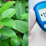 Gymnema or podapatri Sylvestre: షుగర్ పేషెంట్లు ఇక ఏదిపడితే అది తినేయొచ్చు..గుడ్ న్యూస్ చెప్పేశారు