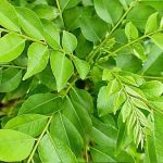 Curry Leaves Benefits: డయాబెటీస్ ఉన్న వారు ఖాళీ కడుపుతో ఈ ఆకులు తింటే ఎన్ని లాభాలో తెలుసా