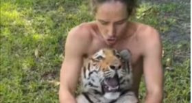 Rubbing Tiger's Belly: పులికి బెల్లీ మసాజ్ చేయడం ఎప్పుడైనా చూశారా.. ఈ వీడియో చూస్తే షాక్ అవుతారు