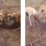 Viral Video: చిరుతను కుక్కలు వేటాడడం ఎప్పుడైనా చూశారా.. ఈ వీడియో చూస్తే షాక్ అవుతారు..!