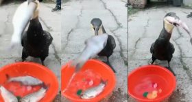 Viral Video: ఈ పక్షిది కడుపా చెరువా.. ? 4 చేపలను క్షణాల్లో అలా తినేసింది ఏంటి