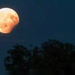 Bhadrapada Amavasya 2024: భాద్రపద అమావాస్య ఎప్పుడు ? శివ యోగంలో ఈ పరిహారాలు చేస్తే పితృ దోషం నుండి ఉపశమనం  పొందుతారు