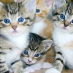 Vastu Tips on Cats: ఇంట్లో పిల్లి పిల్లలకు జన్మనిస్తే శుభమా?  అశుభమా? వాస్తు శాస్త్రం ఏం చెబుతుంది