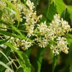 Neem Leaves: వేపాకును ఇలా వాడితే అన్నీ సమస్యలు మటు మాయం..