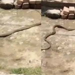 Snake viral vedio: చెప్పునెత్తుకుపోయిన పాము..వీడియో వైరల్