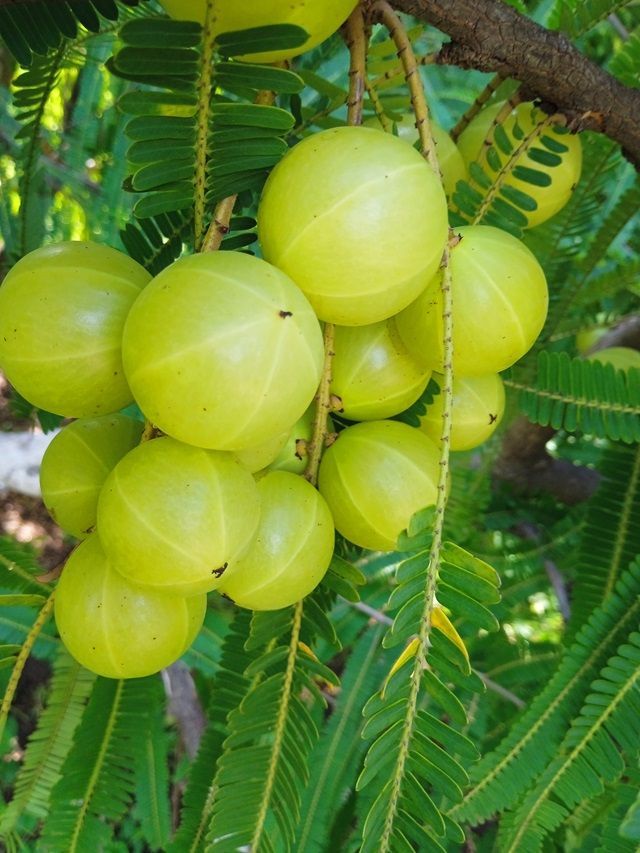 ఉసిరితో ఆరోగ్య ప్రయోజనాలు!