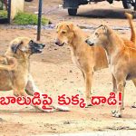 Dog Attack Cctv Footage: ఆడుకుంటున్న బాలుడిపై కుక్క దాడి..వీడియో వైరల్