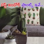 Indoor Plants: ఇంటికి అందాన్ని.. మనకు ఆరోగ్యాన్నిచ్చే బెస్ట్ ఇండోర్ ప్లాంట్స్ ఇవే !