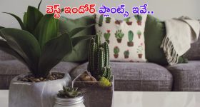 Indoor Plants: ఇంటికి అందాన్ని.. మనకు ఆరోగ్యాన్నిచ్చే బెస్ట్ ఇండోర్ ప్లాంట్స్ ఇవే !