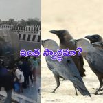 Viral Video : ఛీ..ఛీ.. ఏం మనుషులురా బాబు.. కాకులకు ఉన్నపాటి ఐకమత్యం లేకపాయే..