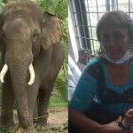 Elephant Rescues Wayanad Victims| ‘రాత్రంతా ఆ ఏనుగే మమల్ని కాపాడింది’.. వయనాడ్ బాధితురాలి వింత కథ!