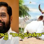Cows are Rajya Mata: ఎన్నికల వేళ షిండే సర్కార్ సంచలన నిర్ణయం.. మహారాష్ట్ర “రాజ్యమాతగా” ఆవు