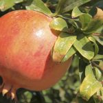 Pomegranate Leaves: ఈ పండుతోనే కాదు.. దీని ఆకులతోను ఉండే లాభాలు తెలిస్తే షాక్ అవుతారు..