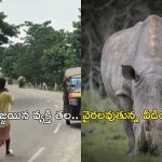 Viral Video: వామ్మో.. ఈ ఖడ్గమృగాన్ని చూడండి.. బైక్‌పై వెళ్తున్న వ్యక్తిని సడెన్‌గా…