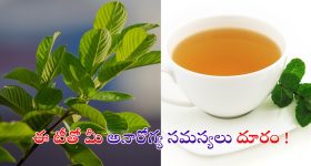 Guava Leaf Tea: ఈ టీతో మీ అనారోగ్య సమస్యలన్నీ పరార్ !