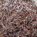 Sprouted Ragi Benefits: మొలకెత్తిన రాగులతో ఆరోగ్యానికి బోలెడు లాభాలు..