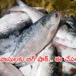 Padma hilsa: బెంగాల్ వాసులకు బిగ్ షాక్.. దుర్గాపూజ వేళ ఆ చేపల ఎగుమతిపై నిషేధం!