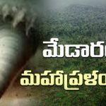 Medaram Forest: మేడారం అడవుల్లో ఏం జరిగింది ? విధ్వంసానికి కారణమేంటి ?
