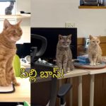 Cat Employees: పిల్లులకు ఉద్యోగం ఇచ్చిన కంపెనీ.. ఆఫీసులో దర్జాగా అవి ఏం చేస్తున్నాయంటే..!