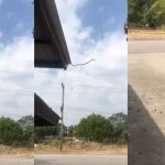 Snake video: వామ్మో..గాల్లో తేలుతూ బుసలు కొడుతోంది.. వైరల్ వీడియో