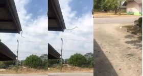 Snake video: వామ్మో..గాల్లో తేలుతూ బుసలు కొడుతోంది.. వైరల్ వీడియో