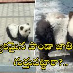 Fake Pandas in Zoo: జూపార్క్ లో పాండాలను చూడడానికి ఎగబడిన జనం.. నకిలీ పాండాలని తెలియడంతో హంగామా!