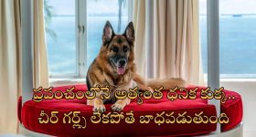 World's Richest Dog: సింహాసనంపై శునకం.. రూ.3300 కోట్ల ఆస్తికి అధిపతి ఈ కుక్క.. ప్రైవేట్ ప్లేన్, బిఎండబ్ల్యూ కారు ఇంకా ఎన్నో..