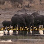 Zimbabwe Elephants: 200 ఏనుగులను వధించేందుకు ప్రభుత్వం అనుమతి.. ప్రజల ఆకలి తీర్చేందుకేనా?!