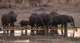 Chennai's IT Corridor: ఐటీ కారిడార్, సూట్ కేసులో మహిళ మృతదేహం.. ఏం జరిగింది?