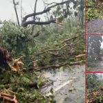 Mulugu forest: ములుగు అడవుల్లో సుడిగాలి బీభత్సం.. నేల కొరిగిన వేలాది చెట్లు.. అసలేం జరిగింది?