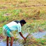 Crop Loss In Telangan: రైతన్నకు.. తీరని శోకం