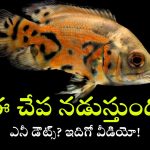 Sea Robin: నడిచే చేపలను ఎప్పుడైనా చూశారా? లేదంటే ఇప్పుడు చూడండి!