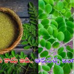 Drumstick Leaves Benefits: మునగాకు లాభాలు తెలిస్తే.. వదలకుండా తింటారు