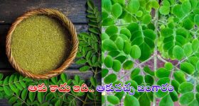 Drumstick Leaves Benefits: మునగాకు లాభాలు తెలిస్తే.. వదలకుండా తింటారు