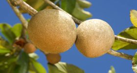 Sapota Fruit Benefits: సపోటా పండును తింటే శరీరానికి బోలెడు లాభాలు