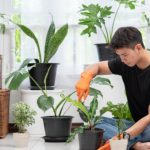 Plants For Home: ఈ మొక్కలు మీ ఇంట్లో ఉంటే సంపదకు లోటుండదు