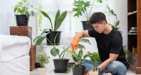 Plants For Home: ఈ మొక్కలు మీ ఇంట్లో ఉంటే సంపదకు లోటుండదు