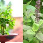 Tulasi Plant: తులసి పూజ ఎప్పుడు చేయాలి, వాయు పురాణం ఏం చెబుతోందంటే..