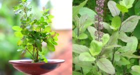 Tulasi Plant: తులసి పూజ ఎప్పుడు చేయాలి, వాయు పురాణం ఏం చెబుతోందంటే..