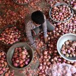 Onion Prices: సామాన్యులకు బిగ్ షాక్.. అమాంతం పెరిగిన ఉల్లి ధరలు.. ఎంతంటే?