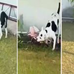 Viral Video: యజమాని పిల్లలను కాపాడేందుకు కింగ్ కోబ్రాతోనే ఫైటింగ్ చేసిన శునకం