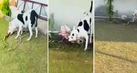 Viral Video: యజమాని పిల్లలను కాపాడేందుకు కింగ్ కోబ్రాతోనే ఫైటింగ్ చేసిన శునకం