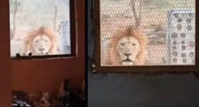 Viral Video: దేవుడా.. కిటికిలోంచి హాయ్ అంటూ వచ్చిన సింహం.. వీడియో చూస్తే షాక్ !